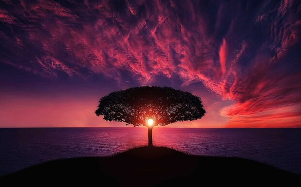 alt arbre mer